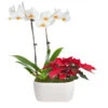 Classic Christmas Garden 1 Classic Christmas Garden -Nature Grove Shop 10IN Dot White Orchid with Yellow Lip and Red Poinsettia with Moss Topping 600x600 9b6a7df1 8d81 42a9 988c a05f1356a87e