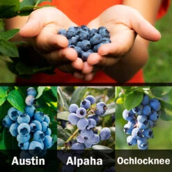 3-in-1 Blueberry Bush (Southern Highbush) -Nature Grove Shop 3 up Southern 2 Austin
