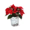 Red Poinsettia In Birch Pot -Nature Grove Shop 4IN Birch Pot Red Poinsettia 600x600 1d127e40 98e5 4cf2 baf5 477701b37396
