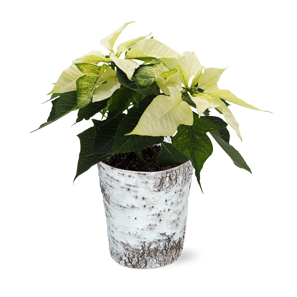 White Poinsettia In Birch Pot 4 White Poinsettia In Birch Pot - Image 2