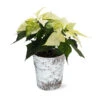White Poinsettia In Birch Pot 2 White Poinsettia In Birch Pot -Nature Grove Shop 4IN Birch Pot White Poinsettia 600x600 492ecacd 240c 40aa be9f 86b09589bb76