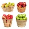 4-in-1 Apple Tree 2 4-in-1 Apple Tree -Nature Grove Shop 4 in 1 Apple 600x600 f3045961 5398 4298 ab46 f05694ca30e3