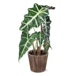 Alocasia Polly With Decorative Pot -Nature Grove Shop 5IN Brown Wilson with Alocasia Poly e43f88d9 a535 43db b620 678cc676ce45
