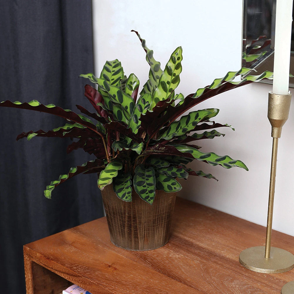 Calathea Rattlesnake With Decorative Pot 12 Calathea Rattlesnake With Decorative Pot - Image 10