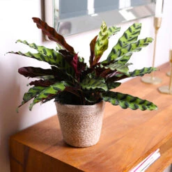 Calathea Rattlesnake With Decorative Pot 15 Calathea Rattlesnake With Decorative Pot -Nature Grove Shop 5IN Brown Wilson with Calathea Rattlesnake 7
