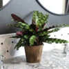 Calathea Rattlesnake With Decorative Pot -Nature Grove Shop 5IN Brown Wilson with Calathea Rattlesnake600x600