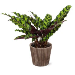 Calathea Rattlesnake With Decorative Pot 16 Calathea Rattlesnake With Decorative Pot -Nature Grove Shop 5IN Brown Wilson with Calathea Rattlesnake ab4455e5 467d 4c73 8ad5 e5b6c64c35eb