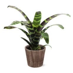Zebra Plant In Decorative Pot 16 Zebra Plant In Decorative Pot -Nature Grove Shop 5IN Brown Wilson with Splinriet Bromeliad b0b5d4a4 c8f2 40fe b317 71eca7afa132