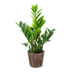 5-Inch ZZ Plant In Decorative Pot -Nature Grove Shop 5IN Brown Wilson with ZZ d9618b4a 610c 4db9 824b 52b4d125a693