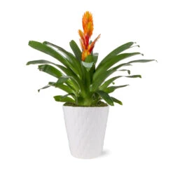 5-Inch Bromeliad In Decorative Pot 11 5-Inch Bromeliad In Decorative Pot -Nature Grove Shop 5IN Evi Orange Intenso Bromeliad with Moss Topping