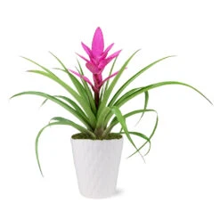 5-Inch Bromeliad In Decorative Pot 10 5-Inch Bromeliad In Decorative Pot -Nature Grove Shop 5IN Evi Pink Antonio Bromeliad with Moss Topping 1