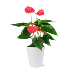Pink Anthurium -Nature Grove Shop 5IN Evi Sweet Dream Pink Anthurium with Moss Topping
