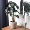 Alocasia Polly With Decorative Pot -Nature Grove Shop 5IN Jute with Alocasia Poly 600x600 1