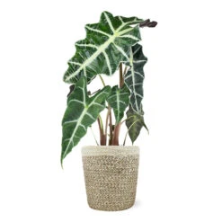 Alocasia Polly With Decorative Pot -Nature Grove Shop 5IN Jute with Alocasia Poly 39282069 e2ce 4123 89c6 404869a804ad