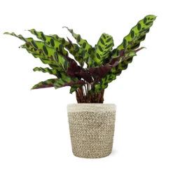 Calathea Rattlesnake With Decorative Pot 20 Calathea Rattlesnake With Decorative Pot -Nature Grove Shop 5IN Jute with Calathea Rattlesnake 8712e748 cba2 4cdf a992 b68b5f554875