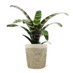 Zebra Plant In Decorative Pot 17 Zebra Plant In Decorative Pot -Nature Grove Shop 5IN Jute with Splinriet Bromeliad 88162cef 9c67 4003 9207 e88eb2700019