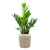 5-Inch ZZ Plant In Decorative Pot -Nature Grove Shop 5IN Jute with ZZ 600x600 1