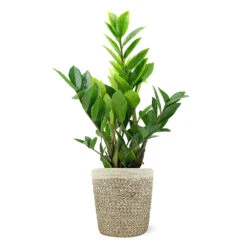 5-Inch ZZ Plant In Decorative Pot -Nature Grove Shop 5IN Jute with ZZ 1a07c7a6 5ad0 44c5 b0da 41fcc0b7d538