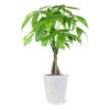 Money Tree In White Pot -Nature Grove Shop 5 inch Savannah White Money Tree 600x600 4ee4d8c6 1d40 407a 8f49 cba22f672e39