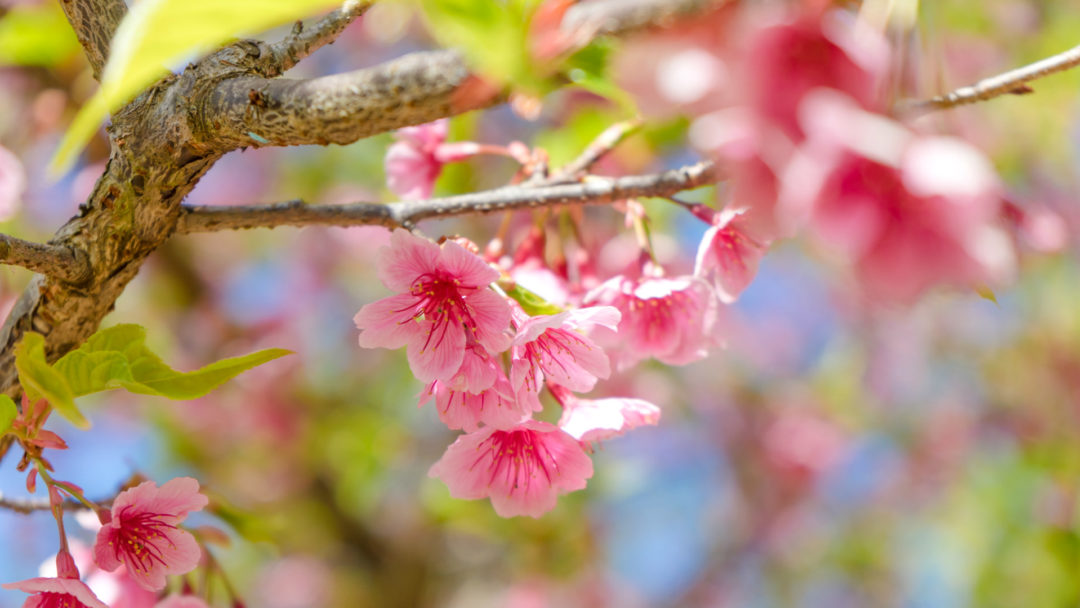 Nature Grove Shop -Nature Grove Shop 5e8c5b608da09a21c78c58fa flowering tree iStock 646742084 1080x608 1