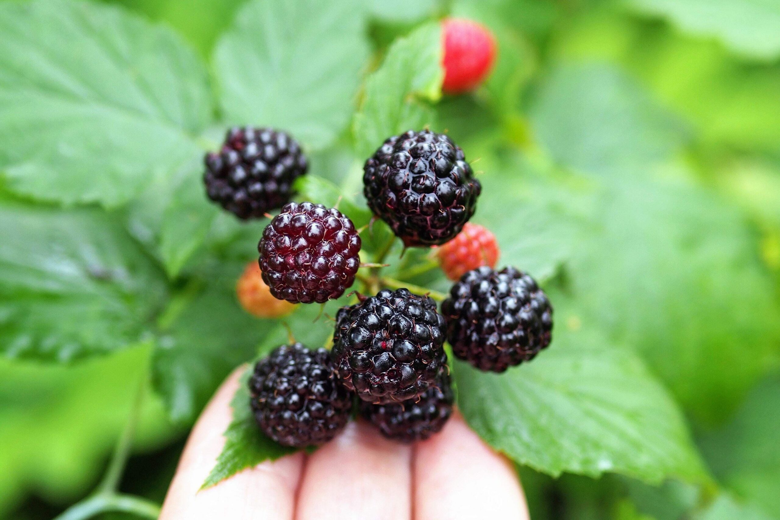 Nature Grove Shop -Nature Grove Shop 67f5f371fbb2d04da80a11f7 50 black raspberry rubus leucodermis 1 scaled