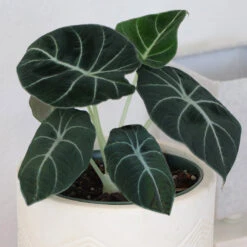 Alocasia Black Velvet 9 Alocasia Black Velvet -Nature Grove Shop ALocasia Black Velvet 7