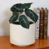 Alocasia Black Velvet -Nature Grove Shop ALocasia Black Velvet FGT 600x600 0116f4c4 82f9 4446 b11b 3ec62b7ae690