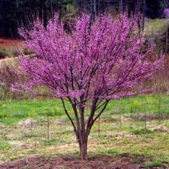 Ace Of Hearts Redbud Tree -Nature Grove Shop Ace of Hearts 1