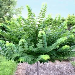 Ace Of Hearts Redbud Tree -Nature Grove Shop Ace of Hearts 2