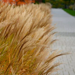 Adagio Maiden Grass -Nature Grove Shop Adagio Madien Grass 7 FGT