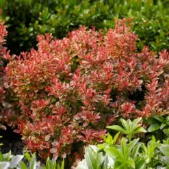 Admiration Barberry Shrub 8 Admiration Barberry Shrub -Nature Grove Shop Admiration Barberry 1