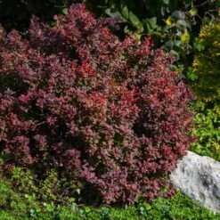 Admiration Barberry Shrub 9 Admiration Barberry Shrub -Nature Grove Shop Admiration Barberry 2