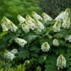 Alice Oakleaf Hydrangea -Nature Grove Shop Alice Oakleaf Hydrangea FGT 600x600 114553d2 b957 41b8 81e9 36bf1662cd52