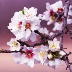 All-in-One Almond Tree 10 All-in-One Almond Tree -Nature Grove Shop All in One Almond 3 213f37af fac9 49c5 8a19 0aa42ca679e9