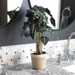 Alocasia Polly With Decorative Pot -Nature Grove Shop Alocasia 2