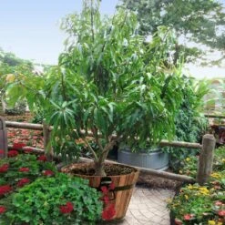 Alphonso Mango -Nature Grove Shop Alphonso Mango 1 FGT