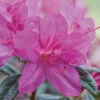 Autumn Amethyst® Encore® Azalea -Nature Grove Shop Amathyst Encore Azalea 600x600 d5c85a1a 96c9 437b b713 6a0b44fcc575