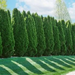 American Arborvitae 12 American Arborvitae -Nature Grove Shop American Arborvitae 2 FGT