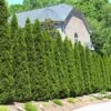 American Arborvitae -Nature Grove Shop American Arborvitae FGT 600x600 66a6204b d353 41a4 b093 f749e6956bfc