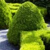 American Boxwood Shrub 2 American Boxwood Shrub -Nature Grove Shop American Boxwood FGT 600x600 b976cdb1 20b7 42ea 8427 cd442be88a38