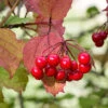 American Cranberry -Nature Grove Shop American Cranberry FGT 600x600 007512b8 bc65 48a1 bb66 6cc7f5ab7e70