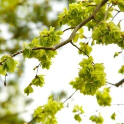 American Elm Tree -Nature Grove Shop American Elm Tree 8