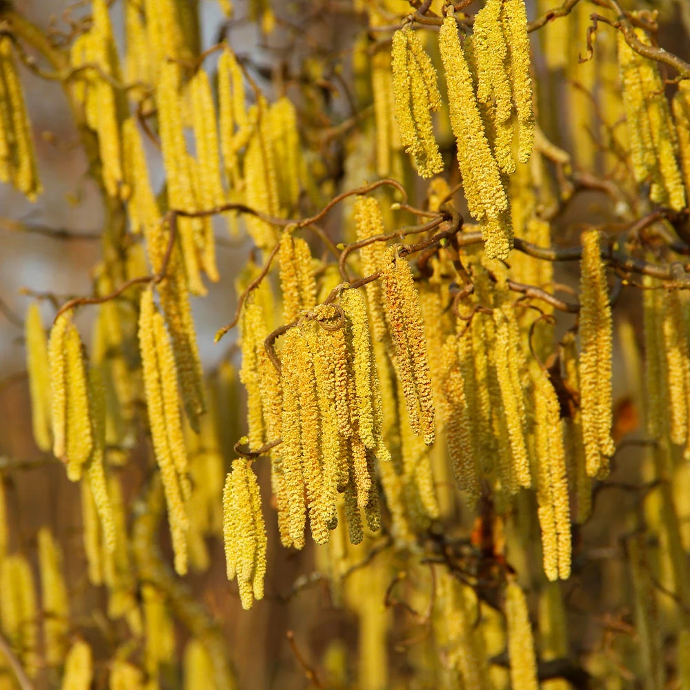 American Hazelnut Filbert 6 American Hazelnut Filbert - Image 4