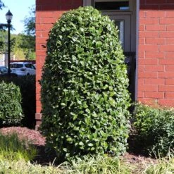 Greenleaf American Holly Shrub -Nature Grove Shop American Holly Greenleaf 6 FGT