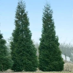 Full Speed A Hedge® American Pillar Arborvitae -Nature Grove Shop American Pillar Arborvitae 1