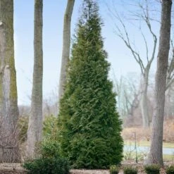 Full Speed A Hedge® American Pillar Arborvitae -Nature Grove Shop American Pillar Arborvitae 2