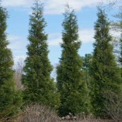 Full Speed A Hedge® American Pillar Arborvitae -Nature Grove Shop American Pillar Arborvitae 3