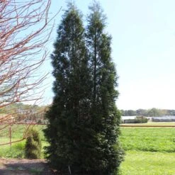 Full Speed A Hedge® American Pillar Arborvitae -Nature Grove Shop American Pillar Arborvitae 5 FGT
