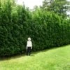 Full Speed A Hedge® American Pillar Arborvitae 1 Full Speed A Hedge® American Pillar Arborvitae -Nature Grove Shop American Pillar Arborvitae 600x600 15bd0c00 a879 48d7 a20e 597115f67062