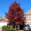 American Red Maple Tree 1 American Red Maple Tree -Nature Grove Shop American Red Maple FGT 600x600 492d9cf8 88f9 4386 a55f fc705add88cf
